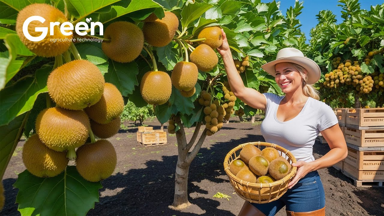 KIWI Farming - Kiwi Harvesting & Kiwi Juice Manufacture in Factory 🥝 | Agriculture Technology