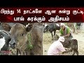 பிறந்து 14 நாட்களே ஆன கன்று குட்டி பால�