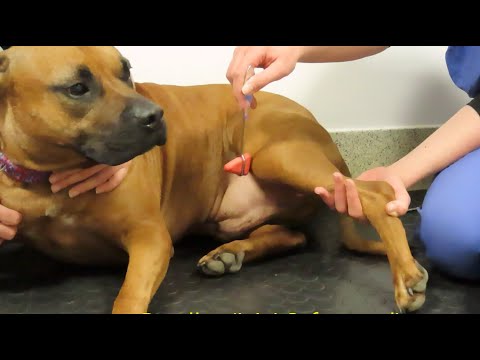 Neuro Exam 5 - spinal reflexes