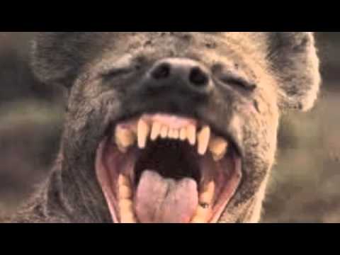 The Laughrica Project - Clean Humor | Volume 3