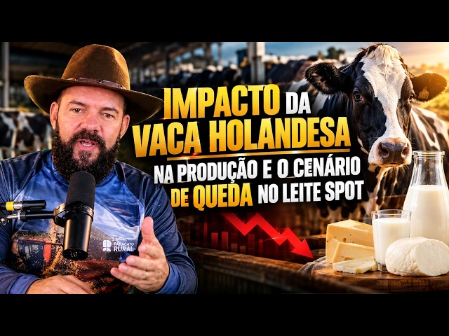 O Impacto da Vaca Holandesa na Produção e o Cenário de Queda no Leite Spot.