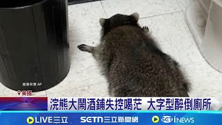 大字型醉倒廁所! 浣熊喝茫大鬧酒鋪後野放 動保人士認證&quot;愛惹麻煩&quot; 搗蛋浣熊常成醉漢│記者 柯雅涵│國際關鍵字20251204│三立iNEWS