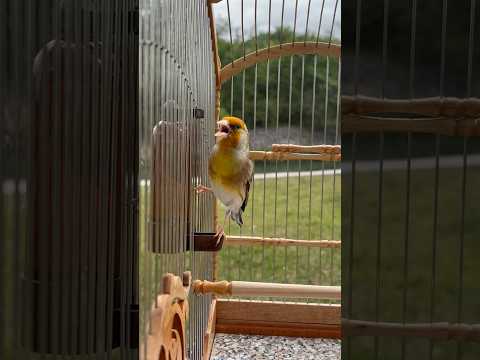 European Goldfinch mule singing - Jilguero Mixto - Carduelis Best song - طائر الحسون - Mixed finches