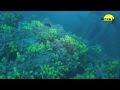 Diver Lošinj Promo