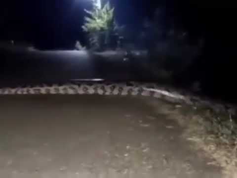 Serpiente Río Torola, Meanguera, Morazán. 