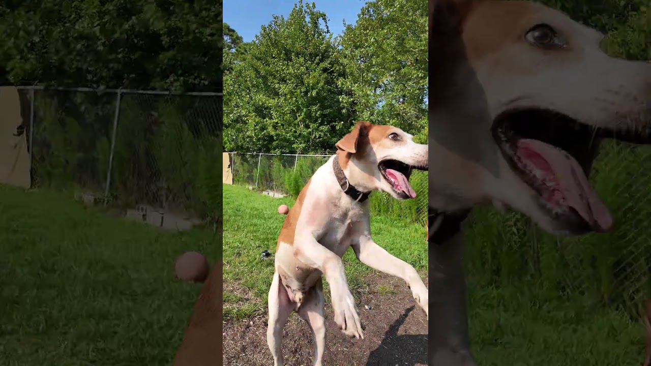 Enlarge Calvin, a Adoptable Hound in Newport, NC video 6/6