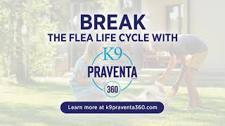 The Flea Life Cycle