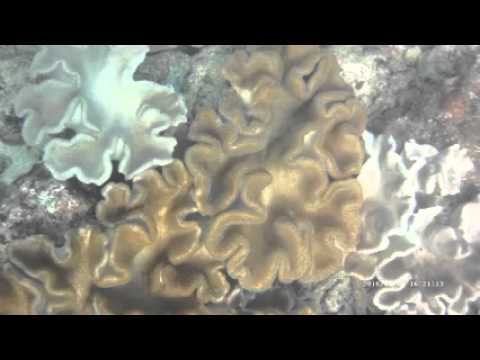 Scuba Diving Sri Lanka - Coral Dutch bay - Taprobane Divers