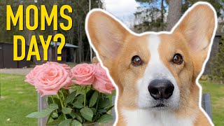 SURPRISE FOR MOM - Topi the Corgi