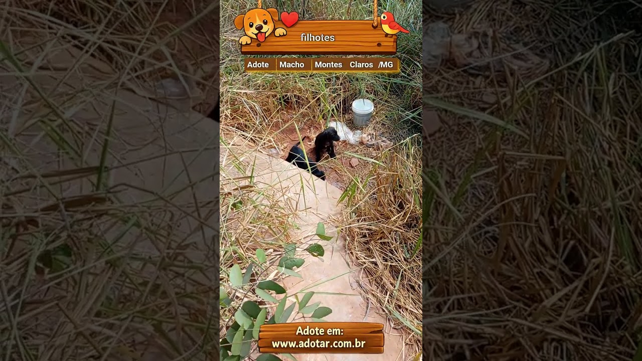 Cachorro raça SRD-ViraLata idade 2 a 6 meses nome filhotes