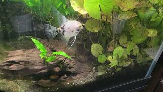 New Fish In My "Discus Tank"