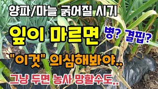 양파마늘 굵어질시기 잎이 마르면 "이것" 의심해야하고 그냥두면 농사 망할수도있어요 양파마늘잎마름병 증상과 예…