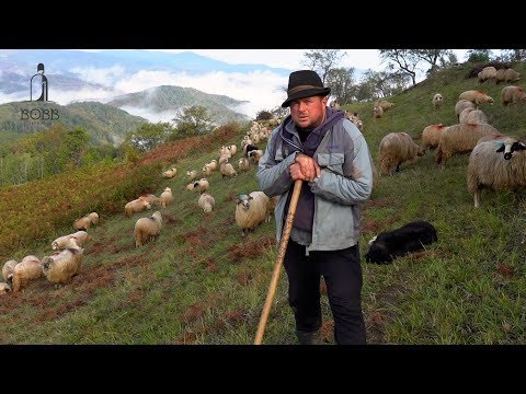 Păstoritul oilor deasupra norilor - Prin munți, dealuri și locuri abandonate | Munții Apuseni