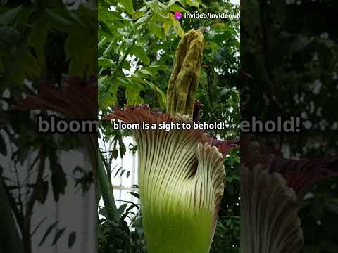 Discover the Rarest Flowers on Earth!