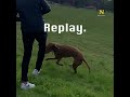 MAN KICKS DOG IN PARK