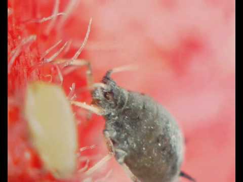 hirox 3D digital microscopy: life science 3D inspection