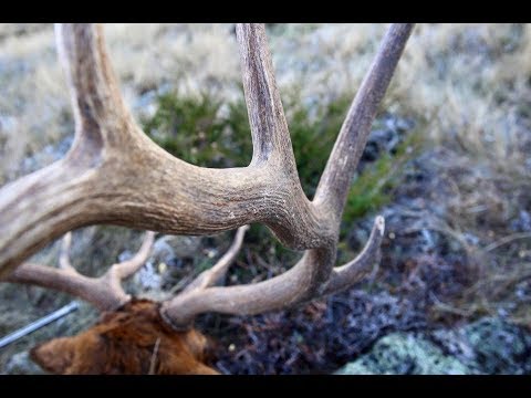 Big 7 Point Bull Elk Down!!! - Long Range Kill Shot!