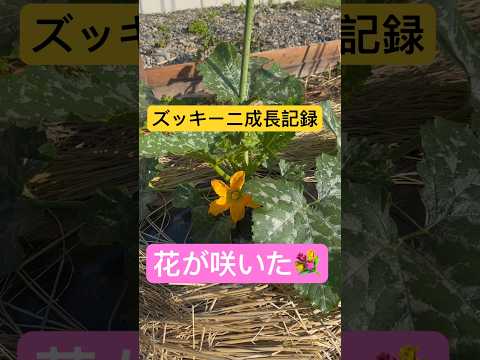 ズッキーニの隣に置いてはいけない野菜は何ですか?彼らは彼らの成長にどのような影響を与えるのでしょうか？  庭園