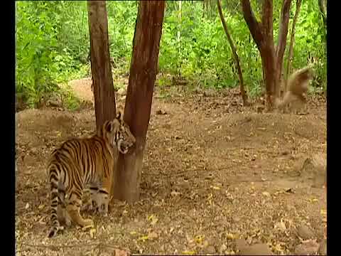 Lustige Tiere scheitern! - VERSUCHEN SIE NICHT, HERAUSFORDERUNG ZU LACHEN!