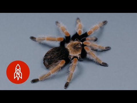 この火のようなクモは、死神のような未来に直面している (This Fiery Spider Is Facing a Grim Future)
