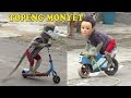 TOPENG MONYET The Best Monkey Street Attraction