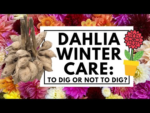 , title : 'What to do with dahlias after flowering? When to dig & how to care for dahlias in pots over winter 💐'