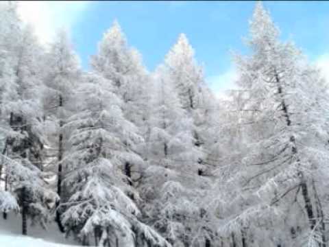 Zimní den   Modřínů háj  Karel  Kahovec