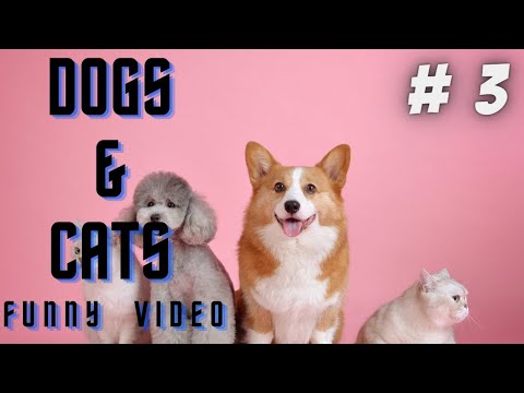 🤣 Funniest 🐶 Dogs and 😻 Cats - Awesome Funny Pet Animals Life Videos 😇 # 3