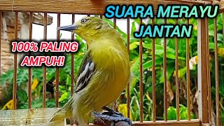 Download lagu SIRTU BETINA GACOR SUARA PALING AMPUH UNTUK PANCINGAN SIRTU JANTAN 100% LANGSUNG RESPON mp3