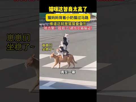 猫妈妈搬家，这操作智商太高了！ #大熱門 #科普 #影视聚焦 #影視解説 #animals #感人壹幕 #萌宠 #搞笑 #funny