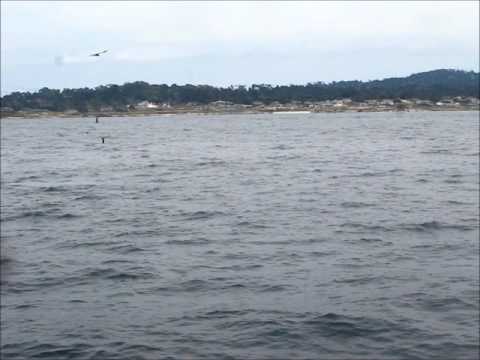 Humpbacks Swimming and feeding in Monterey Bay