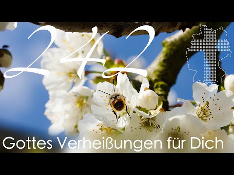 Gottes Verheißungen für Dich - Lukas 12,31 | Videokalender 242/365 - Deutschland braucht JESUS