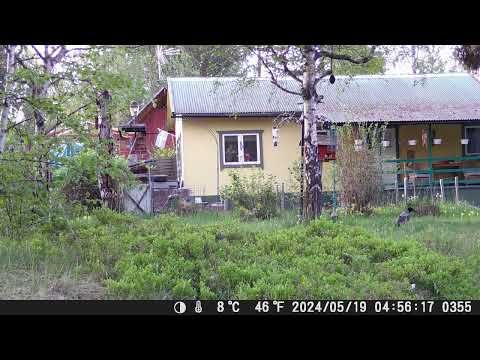 Kråkor Crows  (Corvus cornix)