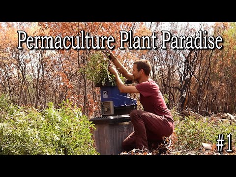 Starting a food forest from ASHES!  permaculture project