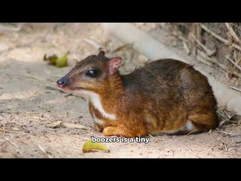 Animal Fact : Animals and Alcohol, Do you know ?#alcohol #chimpanzee #kangaroo #wildlife #widlife