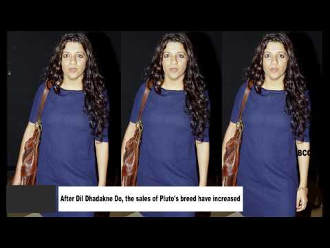 After Dil Dhadakne Do, the sales of Pluto's breed have increased -  TOI