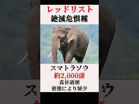 メキシコで絶滅した動物 -