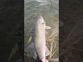 Video Thumbnail for Catch&Release spawning walleye, spring river fishing