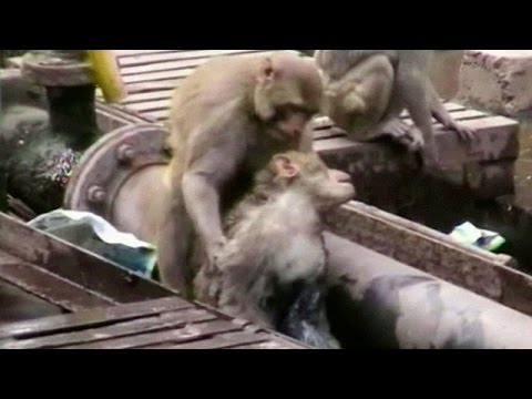 قرد ينقذ صديقه من الموت بعد ما صعق بالكهرباء في الهند
