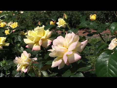 18 Yellow Roses - Gehan Gunasekera