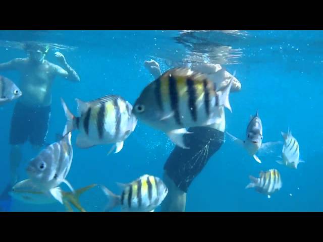Feeding tropical fish in the British Virgin Islands while snorkeling