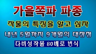 [텃밭농부 1,655]  가을쪽파 파종. 재배기간 9개월의 대장정. 요점정리 #쪽파재배