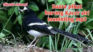 Download lagu Suara pikat burung Kacer air/maninting mp3 mp3