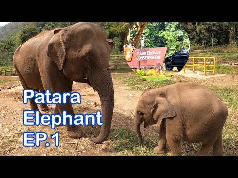 ปางช้างแม่สา