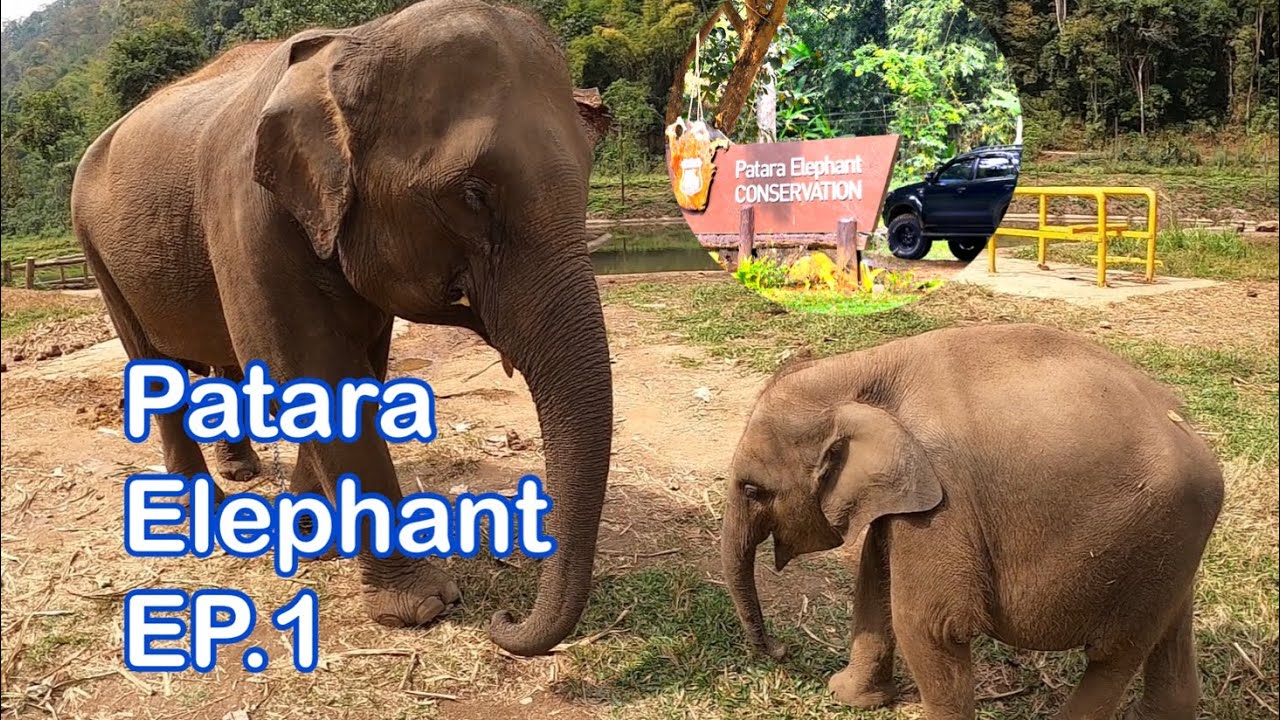 Mae Sa Elephant Camp