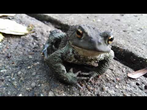 Sympatyczna ropucha🐸😁