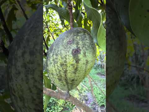 Last 🥭 kitty cat walk 🐈‍⬛September 15, 2025