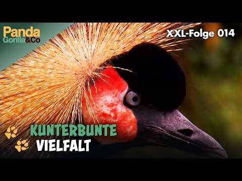 XXL-Spezial: Ein Zoo voller Abwechslung  | Panda, Gorilla & Co.