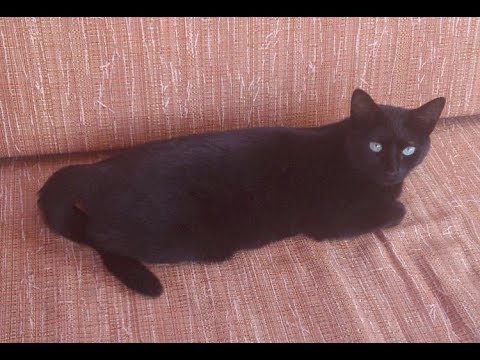 Ein stechender Schmerz auf dem linken Bauch Schmerzen zurück Thorax