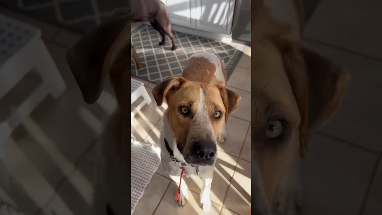 Chi, a ADOPTABLE mixed breed in Whitby, ON video 6/6